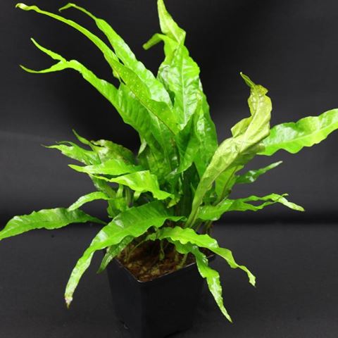 Microsorium pteropus moederplant